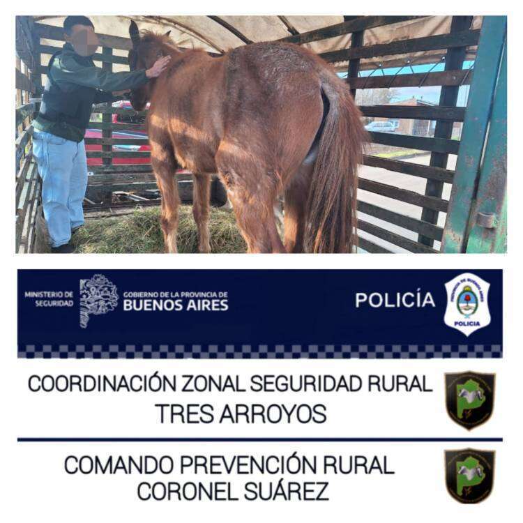 El CPR rescató otro equino por Inf Ley 14346 (malos tratos y actos crueles a los animales)