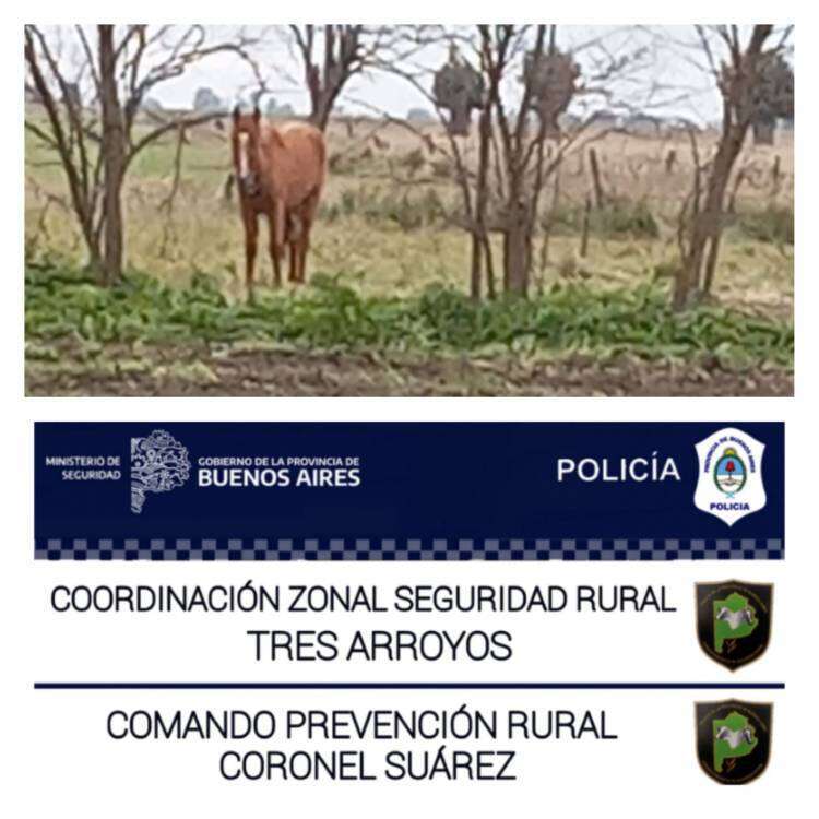 El CPR rescató otro equino por Inf Ley 14346 (malos tratos y actos crueles a los animales)