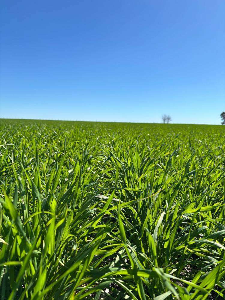 DÍA DEL PRODUCTOR AGROPECUARIO - Los productores bonaerenses: kilómetro 0 de un campo limpio 