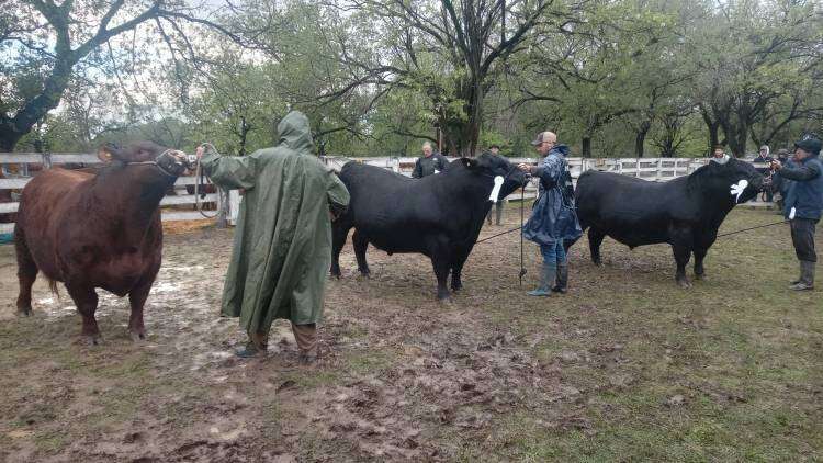 La Tigra obtuvo el primer premio en Gran Campeón Macho PP