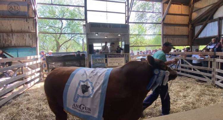 El Gran Campeón Angus de la 106° Expo Rural se vendió en 31 millones de pesos
