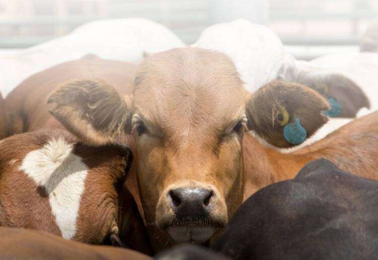 Oferta laboral: Operario de Mixer en Feedlot