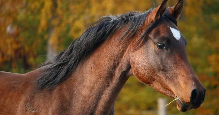 Argentina crece en exportación de caballos con mayor valor agregado y suma nuevos destinos