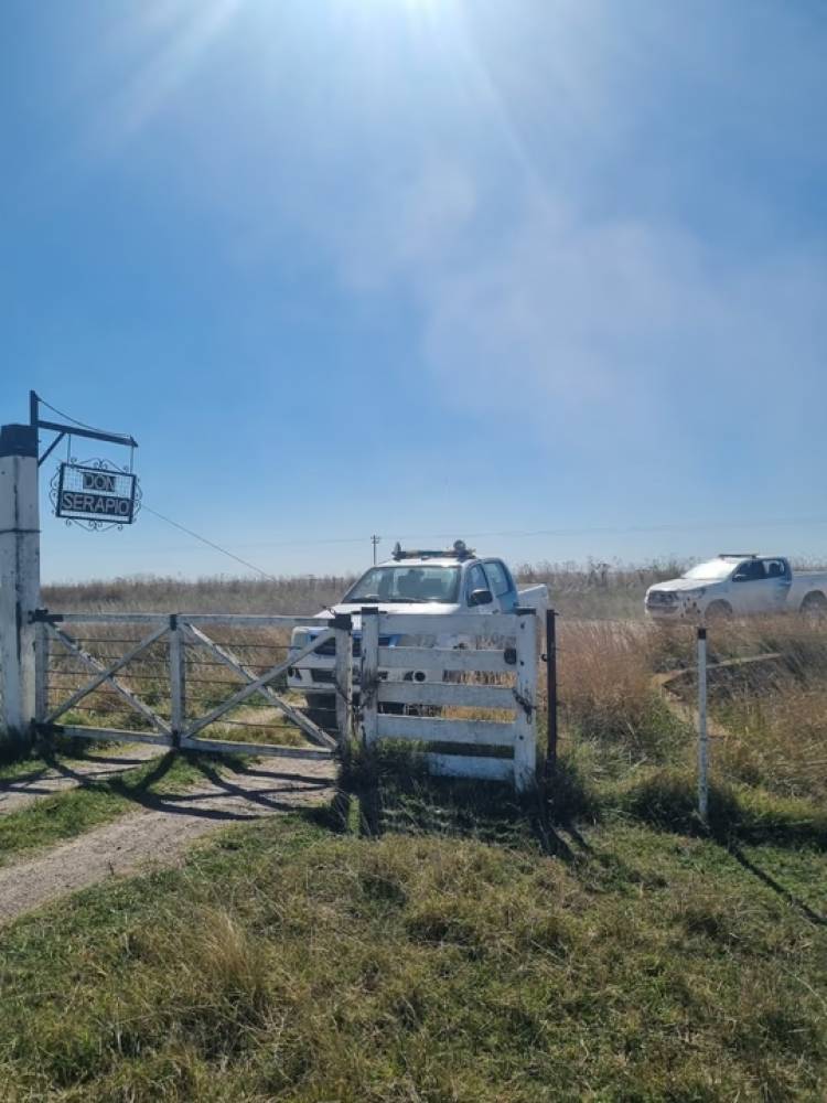 Investigan el robo de vacunos en un campo de Olavarría