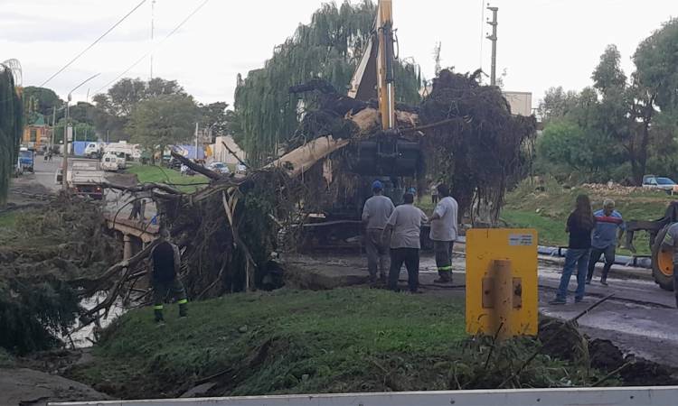 Temporal en Sierra de la Ventana arrancó árboles de raíz que bloquearon la circulación del agua