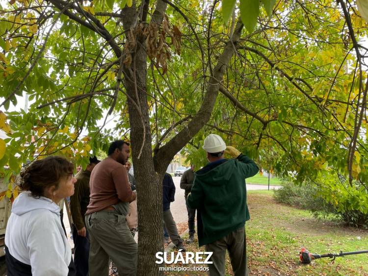 Cuidemos nuestro arbolado público: más de 150 podadores se capacitan en Coronel Suárez