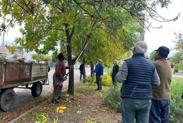 Cuidemos nuestro arbolado público: más de 150 podadores se capacitan en Coronel Suárez