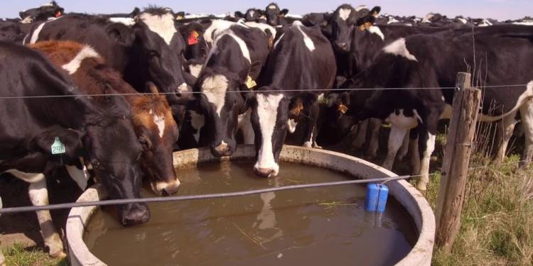 ¿Permiso para dar agua a las vacas? Alerta del campo por intimación exprés bonaerense