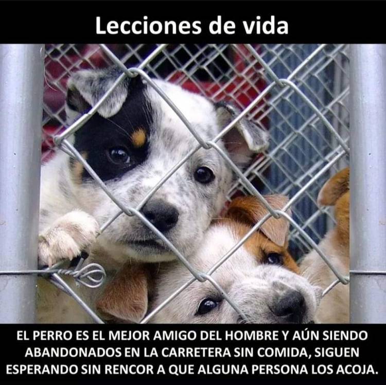 DÍA DEL ANIMAL EN SUÁREZ: NADA QUE FESTEJAR