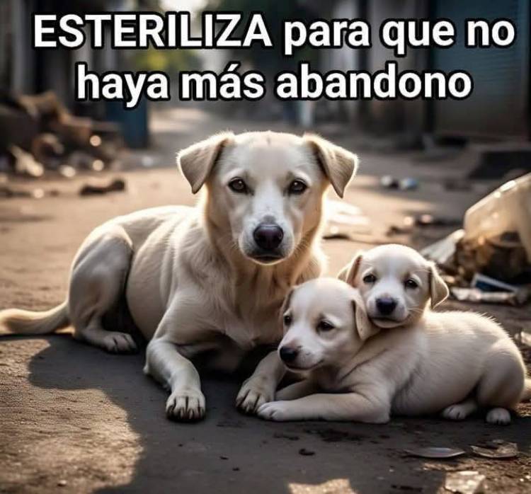 DÍA DEL ANIMAL EN SUÁREZ: NADA QUE FESTEJAR