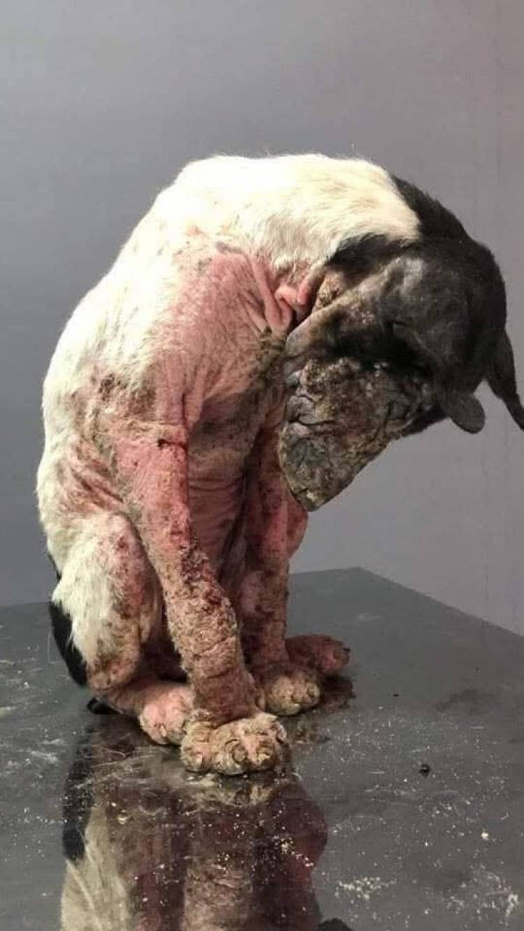 DÍA DEL ANIMAL EN SUÁREZ: NADA QUE FESTEJAR