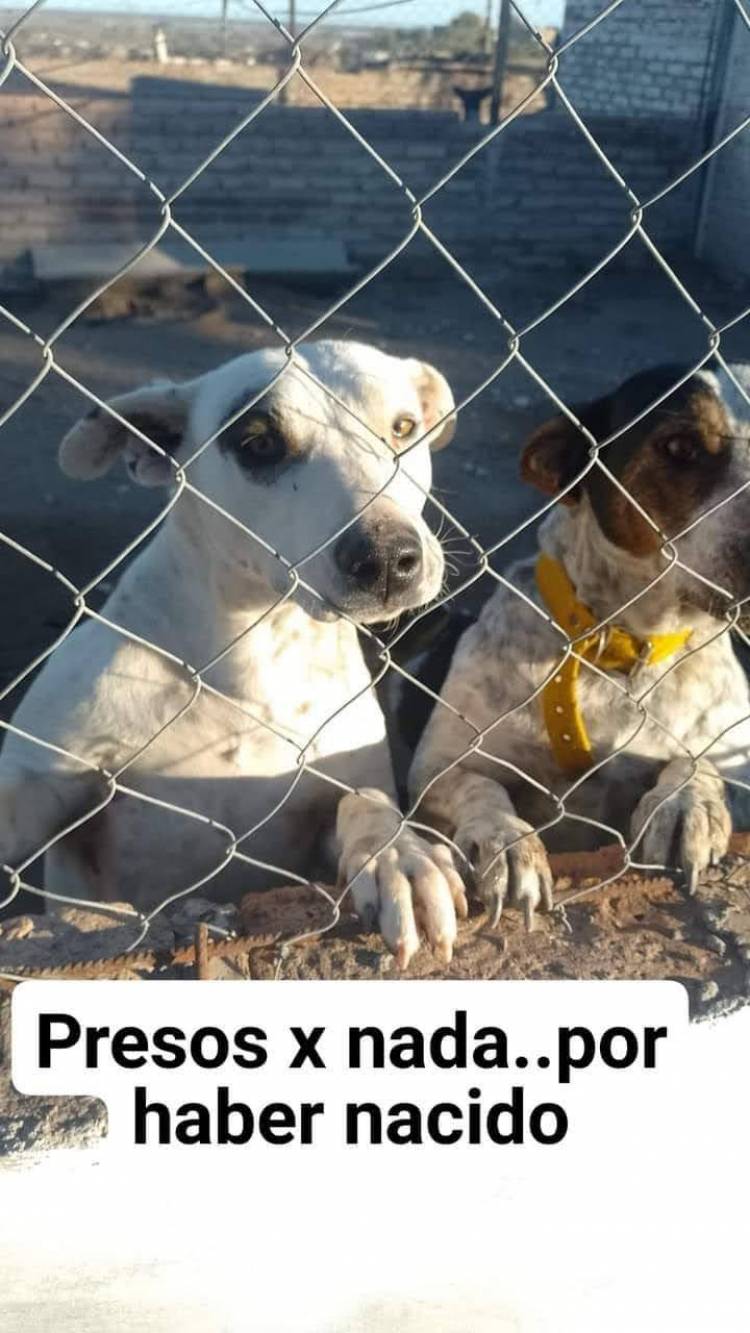 DÍA DEL ANIMAL EN SUÁREZ: NADA QUE FESTEJAR