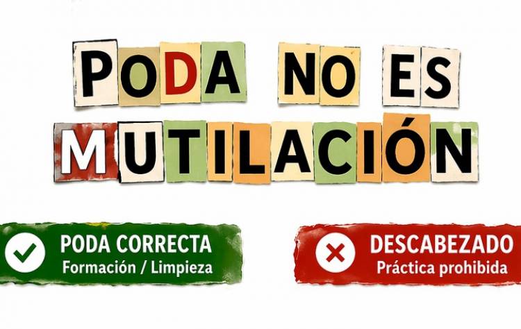 Poda responsable: cuidar hoy para tener árboles sanos mañana