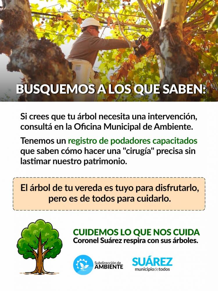 Poda responsable: cuidar hoy para tener árboles sanos mañana