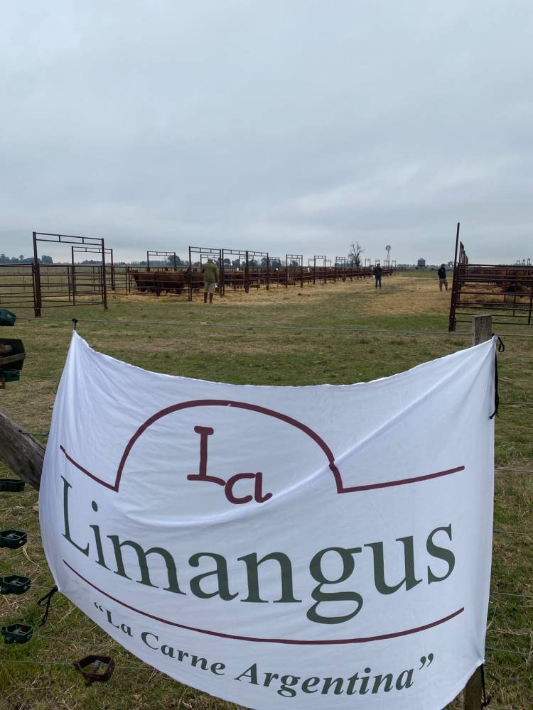 Buenos precios y alta demanda en los Limangus de Estancia "Los Choles" de Administración Cook