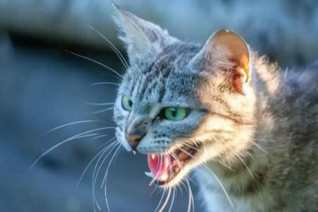 Confirman un caso de rabia en un gato doméstico en la Provincia: investigan cómo se contagió