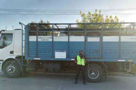Los arrestan cuando cargaban un camión jaula con 18 caballos robados