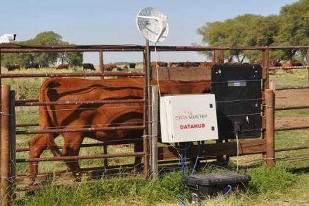 El INTA pone a punto una balanza inteligente para vacas