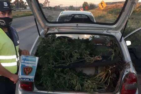 Un policía uniformado llevaba 8 kilos de plantas de marihuana en un auto