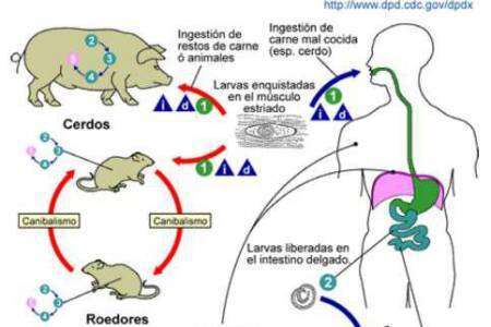Triquinosis, cuidados esenciales 