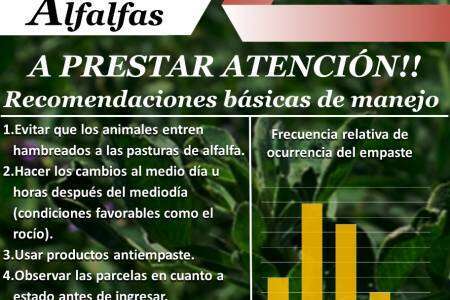 Recomendaciones para el pastoreo en alfalfas