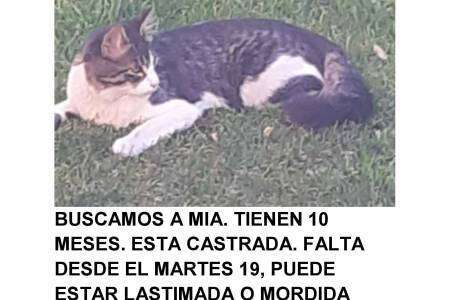 Se busca a Mía, está lastimada y perdida hace una semana