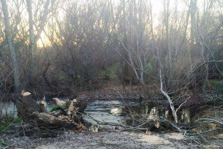 Preocupación por la tala de árboles indiscriminada en Villa La Arcadia