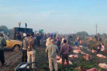 Un camión con 50 vacas volcó en Santa Fe y los vecinos las faenaron a todas