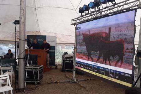 Se vivió el 25º Remate Limangus de Estancia Los Choles