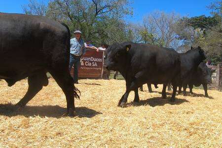 Imágenes de las ventas en el remate de la 103º Exposición Rural de Coronel Suárez