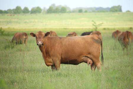 En el distrito de Bolivar robaron 80 vacas valuadas en 14 millones de pesos