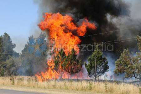 Un incendio forestal afectó varias hectáreas de campo en cercanías al casco urbano de Coronel Suárez