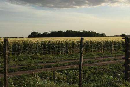 Banco Provincia amplió la asistencia a tasa especial por la emergencia agropecuaria