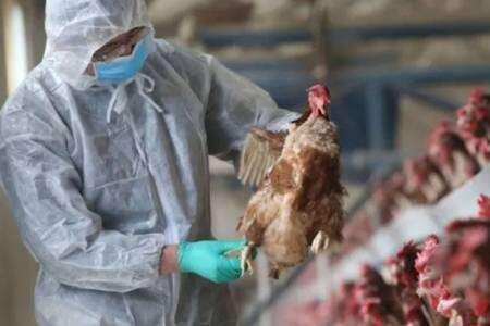 Por la gripe aviar, el Gobierno prohibió la comercialización de aves vivas