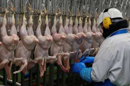 El Gobierno suspendió las exportaciones de aves de corral