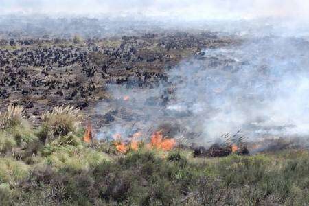 Monte Hermoso: un incendio arrasó unas 50 hectáreas de campo