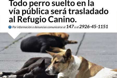 Todo perro suelto en la vía pública será trasladado al Refugio Canino