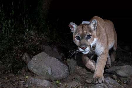 Pescador se enfrentó a un puma y la puede contar
