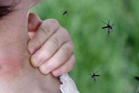 Epidemia de dengue: se registró el pico histórico de contagios en Argentina