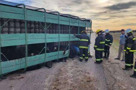 Volcó un camión con hacienda en la ruta 85  y murieron algunos animales