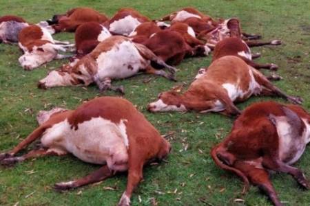 Reportaron una impresionante muerte de hacienda en Corrientes
