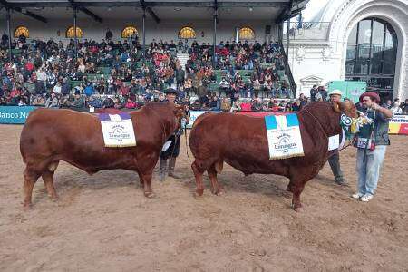 Limangus de Administración Cook se llevó el Gran Campeón Macho y Reservado Gran Campeón Macho en la Expo Rural 2023 de Palermo