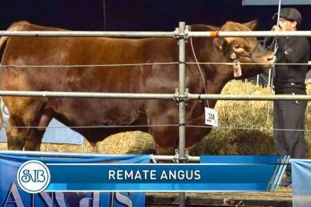 Se pagaron 10,5 millones de pesos por la mitad de una vaquillona Angus