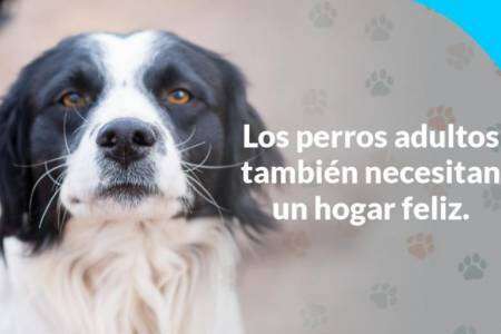 Sumáte a la Campaña de Adopción Responsable de mascotas