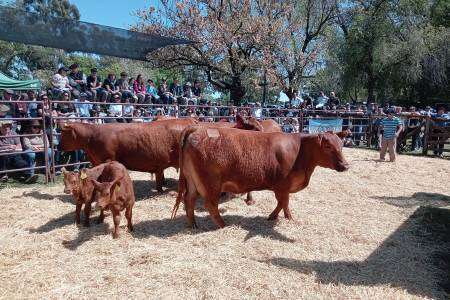 Cabaña Anteojito vendió sus Hembras PC Angus a $1600000