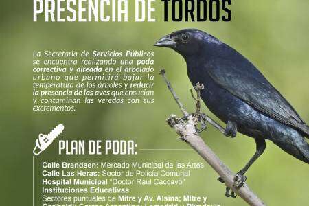 ¡Comenzó la poda correctiva y aireada en el arbolado urbano!