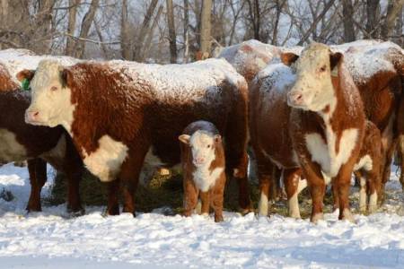 Productores advierten que las nevadas ponen en riesgo a sus animales en el sur del país