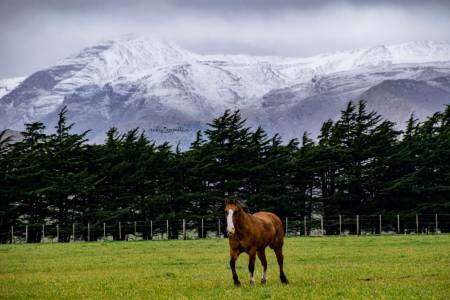 Belleza natural.  Éste jueves nevó en la Comarca Serrana 