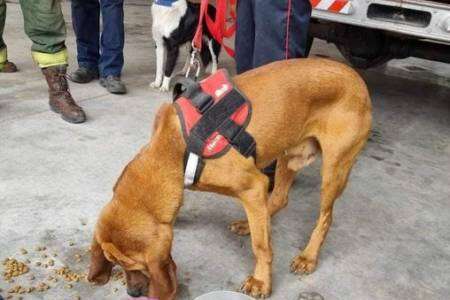 Un perro de la División K9 encontró a un joven con retraso madurativo que se había extraviado en Villa Ventana