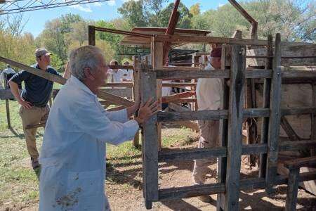 Desde el jueves se desarrolla la Jura de Admisión de bovinos y ovinos